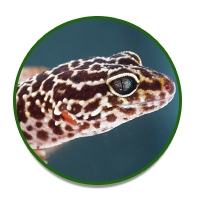 Reptile Room: Geckos